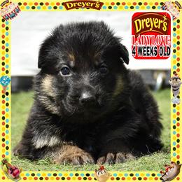 DREYERS BIG GIRL - Black and red female German Shepherd puppy in Murrieta, California from Diamond Oaks German Shepherds