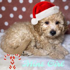 Mint Girl - Apricot Goldendoodle puppy in Excelsior Springs, Missouri from Zoodles Micro Goldendoodles