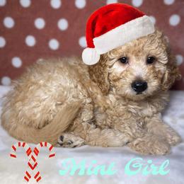 Mint Girl - Apricot Goldendoodle puppy in Excelsior Springs, Missouri from Zoodles Micro Goldendoodles