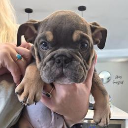 Bruno - Blue tri-color male Bulldog puppy in Lake Stevens, Washington from Washington Bulldogs