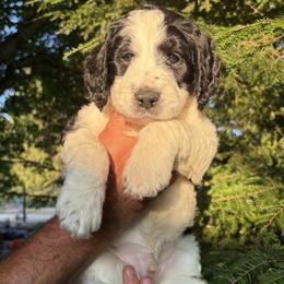 Banks - Black and white male Bernedoodle puppy in Coopersburg, Pennsylvania from Deutsch Hund Haus