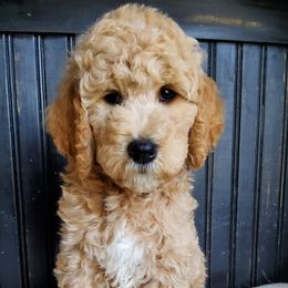 Reese,  goldendoodle F1b - Apricot male Goldendoodle puppy in Dickson, Tennessee from Rowan's Rascals