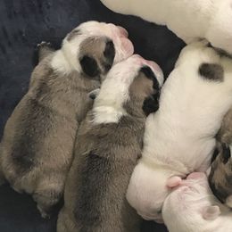 Bulldogs from Glamis Bulldogs