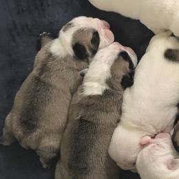 Bulldogs from Glamis Bulldogs