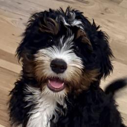 Bernedoodles from Petite Bernedoodles