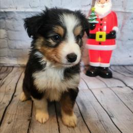 Wednesday - Black tri female Miniature Australian Shepherd puppy in Macomb, Missouri from Faunus Farms and Aussies