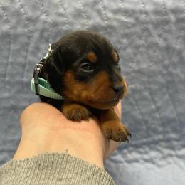 Siren - Black and rust female Miniature Pinscher puppy in Lancaster, Missouri from White Stone Ranch