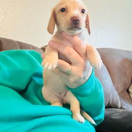Quinn - Cream female Dachshund puppy in Caddo, Oklahoma from Caddo Hills Puppies