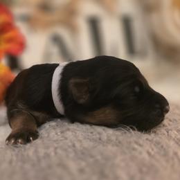 Cristal Stella Lumière Elite Von Haus (White Collar) - Black and red female German Shepherd puppy in Grants Pass, Oregon from Elite Von Haus German Shepherds