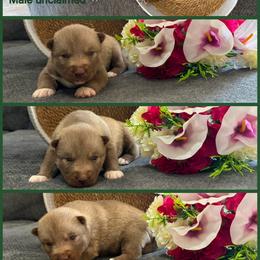Luffy - Red and white male Siberian Husky puppy in Canton, Ohio from Bleu Skies Siberian Huskies
