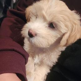 Yeti - White and tan male Maltese puppy in Ludington, Michigan from OT Maltese & Co