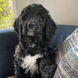 Bernedoodle Puppies from East Coast Bernedoodles