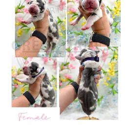 Spicy - Harlequin female Great Dane puppy in Sac City, Iowa from Northern Great Danes of Colorado & Iowa