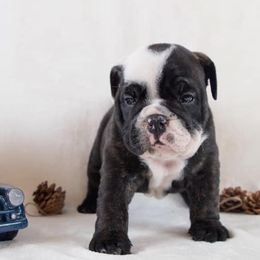 Bulldogs from Lone Pine Bullies