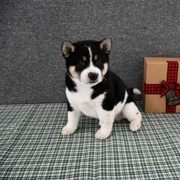 Wyatt - Black and tan male Shiba Inu puppy in Arcola, Illinois from Highline Puppies