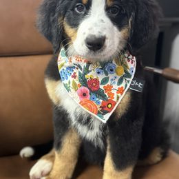 Mary - Black tan and white female Bernese Mountain Dog puppy in Rose Hill, North Carolina from Red Door Canines