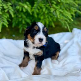 Mr. Benny - Tri-color male Bernedoodle puppy in Hegins, Pennsylvania from Bubbling Springs Doodles, LLC