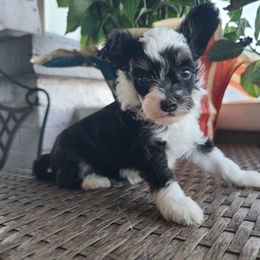 Long Haul's N'Ever Ending Claim to Fame - White and black male Chinese Crested puppy in New Castle, Pennsylvania from Long Rotts & Long Haul Cresteds