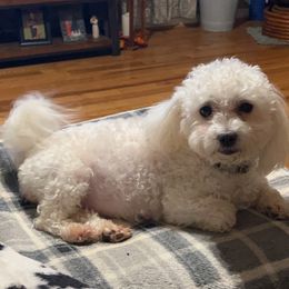 Natty Rae - Maltese