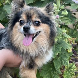 Misty - Pomeranian