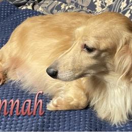 Hannah - Dachshund