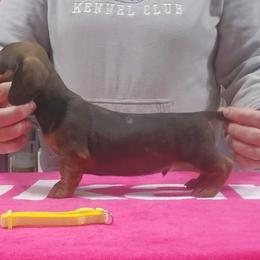 Red Smooth boy - Red male Dachshund puppy in Cheney, Washington from Nouvelle Standard Dachshunds