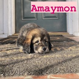 Neapolitan Mastiff and Tibetan Mastiff Puppies from Carolina Coastal Mastinos