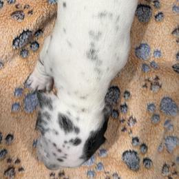 Dachshund puppies from Witchy Woman’s Wiener’s