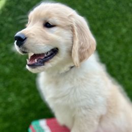 Golden Retriever Puppies from Jackson Farm Kennels