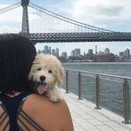 "English Goldendoodle from Moss Creek Goldendoodles" Goldendoodle and Schnoodle Puppies from Moss Creek Goldendoodles