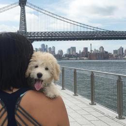 "English Goldendoodle from Moss Creek Goldendoodles" Goldendoodle and Schnoodle Puppies from Moss Creek Goldendoodles