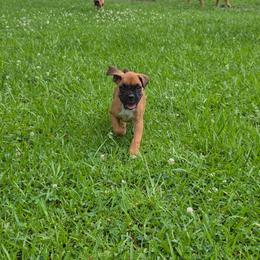 Boxer Puppies from Puppy Patch