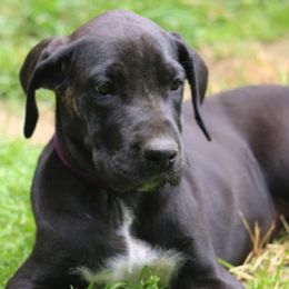 Great Dane Puppies from Sterling Danes