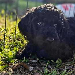 Benji - Black male Pyredoodle puppy in Willacoochee, Georgia from Kitandkboodle's Doodles