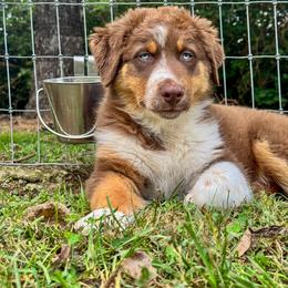 Australian Shepherd Puppies from FireHart Aussies