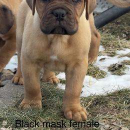 Small black female - Red female Dogue de Bordeaux puppy in Mazomanie, Wisconsin from Blue Horizons Bordeaux