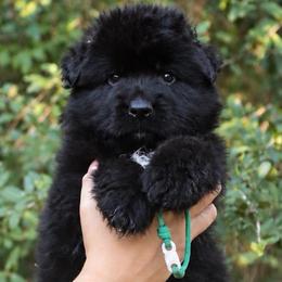 Ace - Black male German Shepherd puppy in Canton, Texas from WILDWOOD GERMAN SHEPHERDS