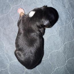 Indy - Black tri female Miniature Australian Shepherd puppy in Hillsboro, Texas from H&J Aussies