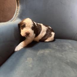 Jett, who is largest pup. Male. liver and white.... Likes to be held and petted. - Liver and white male English Springer Spaniel puppy in Readstown, Wisconsin from Gunner Spaniel