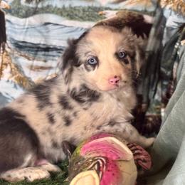 Cyrus - Blue merle male Miniature Australian Shepherd puppy in California from Eagle River Aussies