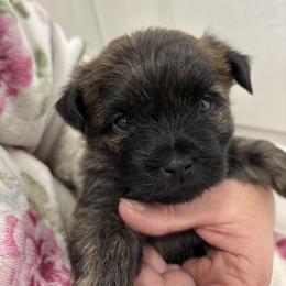 Red collar boy - Black brindle male Cairn Terrier puppy in Battle Ground, Washington from Debra Soutar