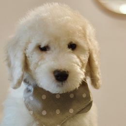 Shaggy - Fawn and white Sheepadoodle puppy in Houston, Texas from Texas Castle Doodles