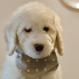 Shaggy - Fawn and white Sheepadoodle puppy in Houston, Texas from Texas Castle Doodles