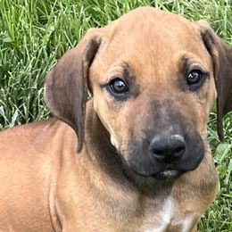 Rhodesian Ridgebacks from River Rock Ridgebacks