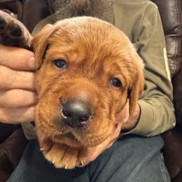 Girl 3 - Yellow female Labrador Retriever puppy in Littlefield, Arizona from Susan Burkey