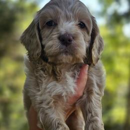 Yellow Male - Buff and white male Cockapoo puppy in Mocksville, North Carolina from Hunting Creek Kennels & Farm