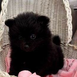 Girl 1 - Black female Pomeranian puppy in Skipperville, Alabama from Nay Nay’s Babies