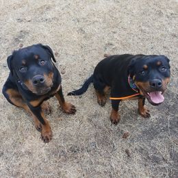Rottweilers from Joseph Cole's Rottweilers
