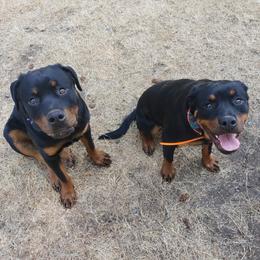 Rottweilers from Joseph Cole's Rottweilers