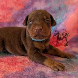 Male 2 - Light Blue Collar - Red and rust male Doberman Pinscher puppy in Spencer, Indiana from Jackson's Dobermans